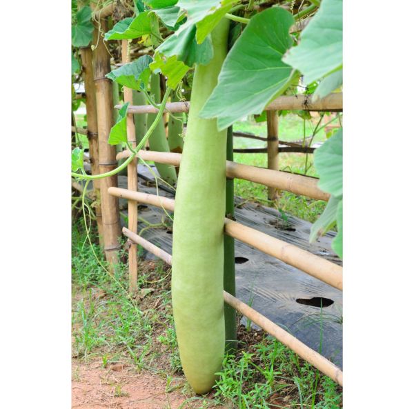 Långpumpa, Långkalebass